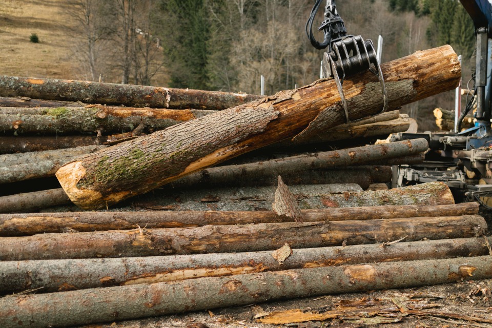 Brennholz kaufen Freudenstadt Nordschwarzwald